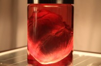 The Heart in a Jar – Lit from Below
